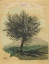Picture of LAUBBAUM IN LANDSCHAFT 1924