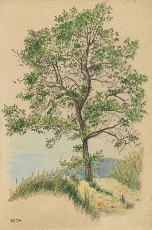 Picture of LAUBBAUM UND WEG 1924