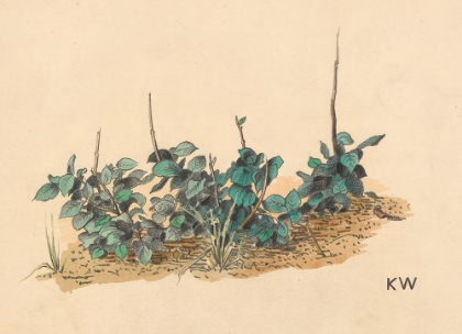 Picture of GRUNPFLANZEN 1924