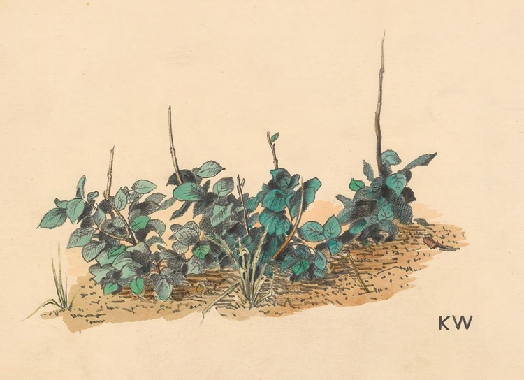 Picture of GRUNPFLANZEN 1924