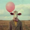 Picture of COW BALLOON BUDDY