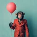 Picture of CHIMP BALLOON BUDDY