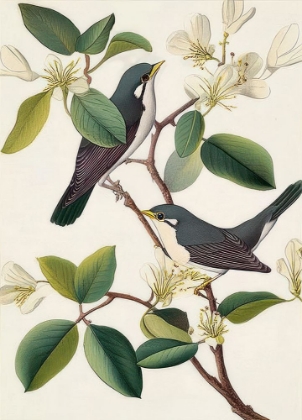 Picture of SYMPHONY OF WINGS I