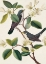 Picture of SYMPHONY OF WINGS I