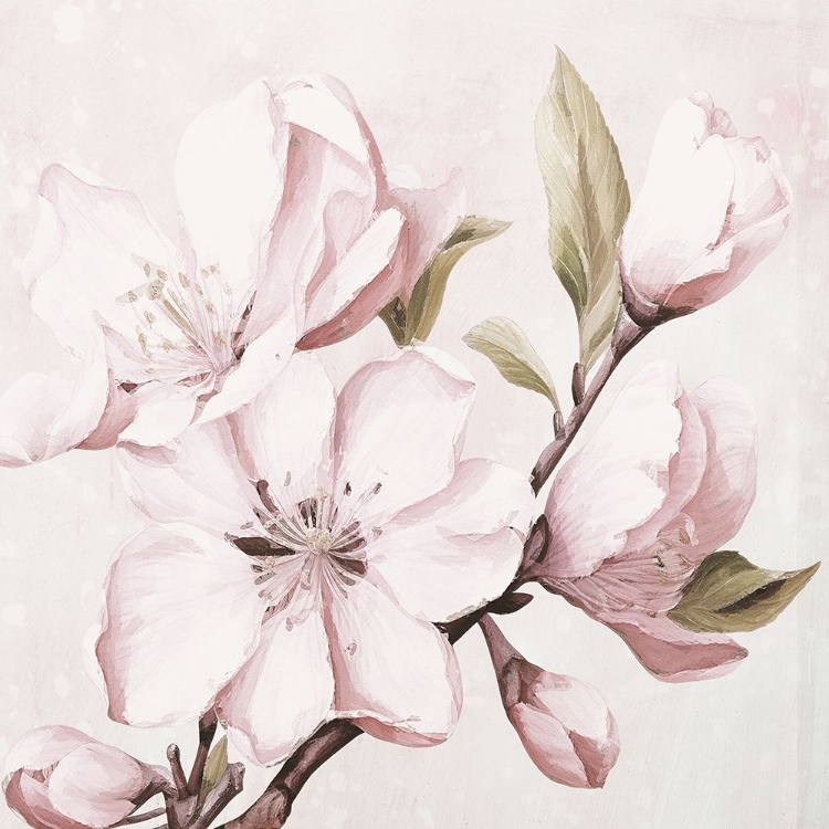 Picture of MAGNOLIA I