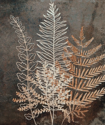 Picture of SEREVA II