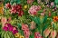 Picture of TROPICAL TANGO