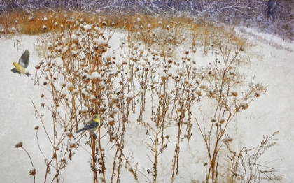 Picture of GOLDFINCHES IN SNOW