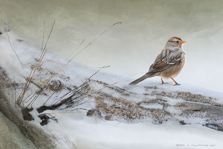 Picture of SNOWSCAPE WITH SPARROW