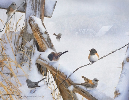 Picture of VARIOUS DARK EYED JUNCOS