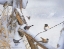 Picture of VARIOUS DARK EYED JUNCOS