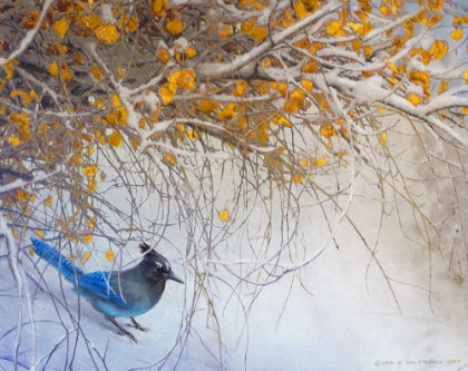 Picture of SNOWY BRANCHES WITH STELLAR JAY