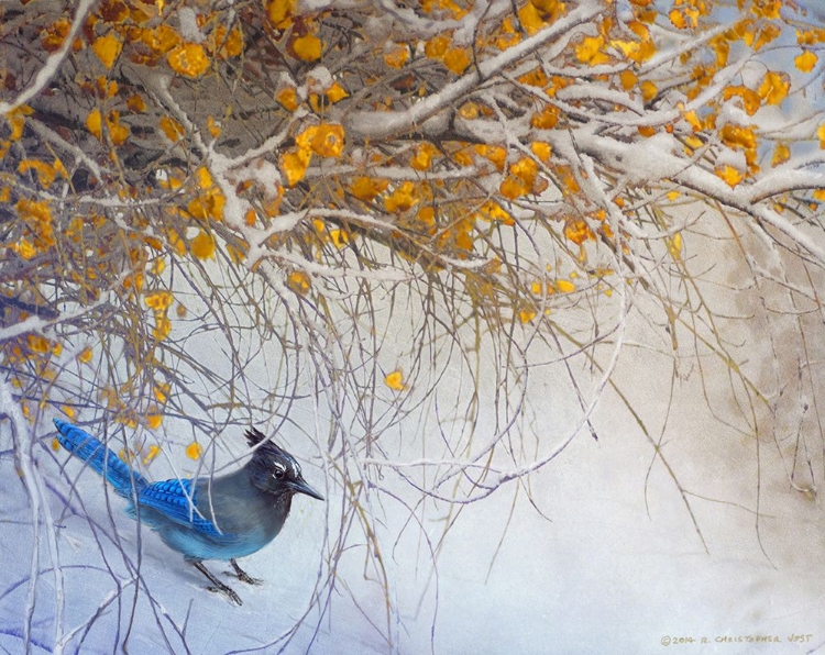 Picture of SNOWY BRANCHES WITH STELLAR JAY