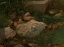 Picture of STONES IN THE GRASS 1860