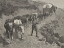 Picture of AN OX TRAIN IN THE MOUNTAINS 1888