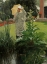 Picture of SPRING MORNING CA 1875