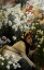 Picture of CHRYSANTHEMUMS CA 1874