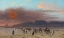Picture of CARAVANE DANS LE DESERT