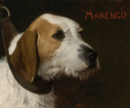 Picture of MARENGO