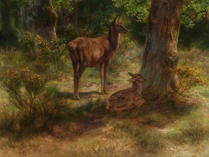 Picture of DEER IN THE WOODS