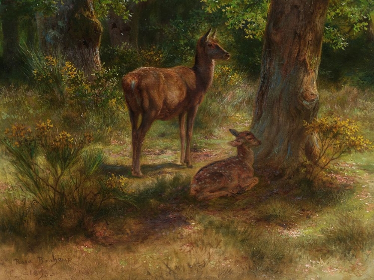 Picture of DEER IN THE WOODS