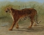 Picture of ROYAL TIGER 1850