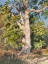 Picture of TREE STUDY