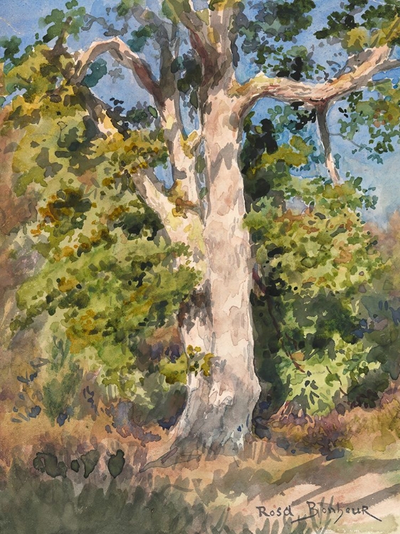 Picture of TREE STUDY