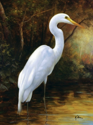 Picture of EVENING EGRET