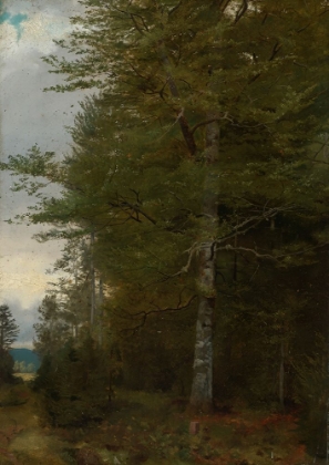 Picture of BEECH AT THE EDGE OF THE FOREST 1861