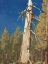 Picture of FALLEN LEAF, 1933