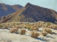 Picture of LONE PINE 1919