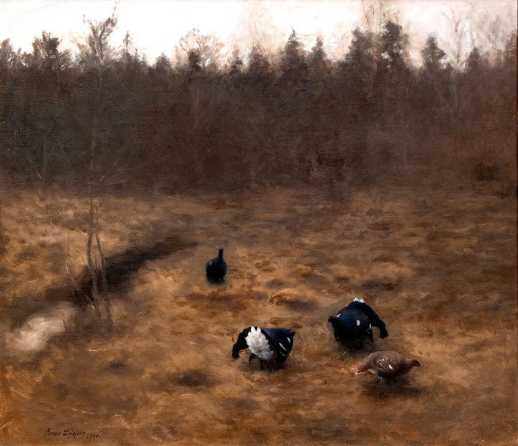 Picture of BLACK GROUSE COURTING 1900