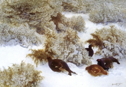 Picture of BLACKGAME IN SNOW 1909
