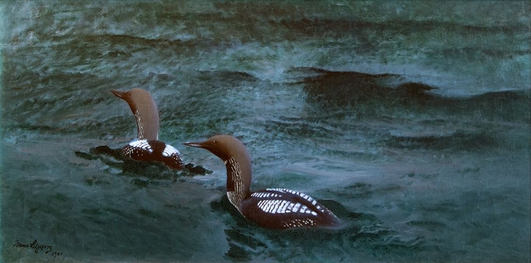 Picture of BLACK-THROATED DIVERS 1901
