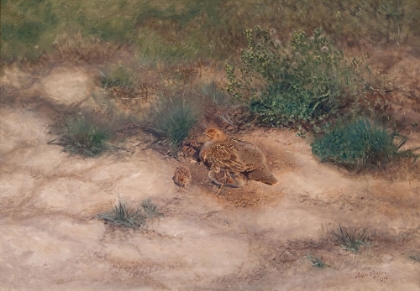 Picture of BROOD OF PARTRIDGES 1906