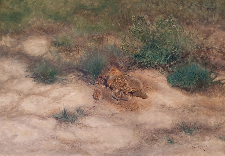 Picture of BROOD OF PARTRIDGES 1906
