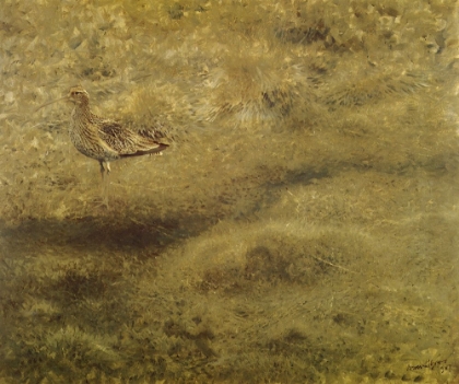 Picture of CURLEW 1907