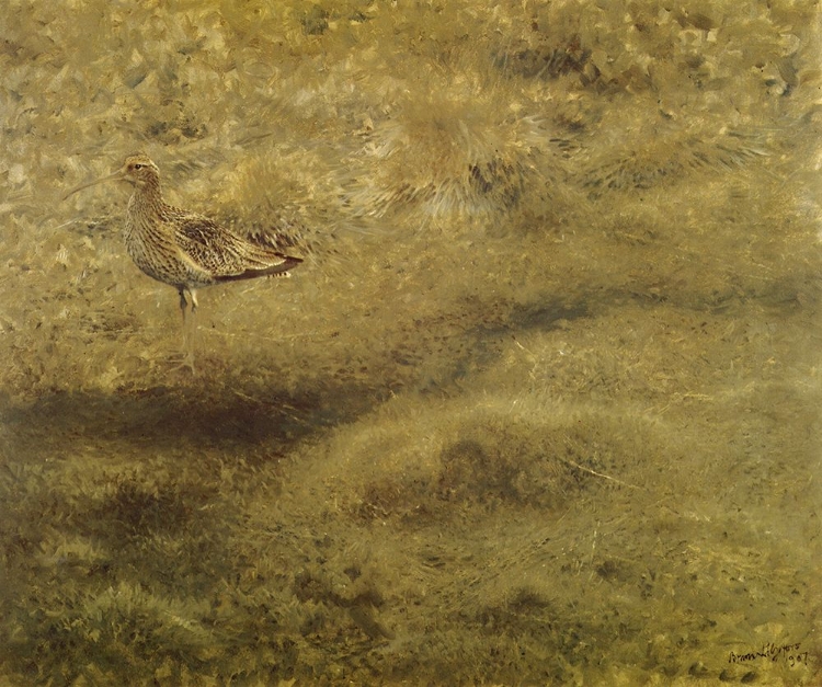 Picture of CURLEW 1907