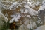 Picture of EAGLE OWL IN SNOW-COVERED TREES 1907