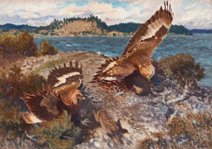 Picture of EAGLES CHASING A HARE 1913