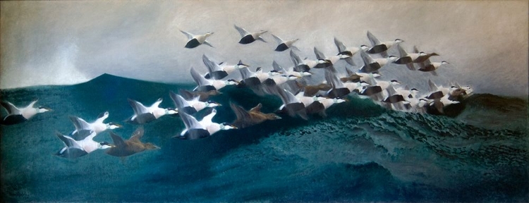 Picture of EIDER DUCKS FLYING IN FORMATION 1901
