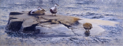 Picture of EIDERS ON THE SKERRY 1907