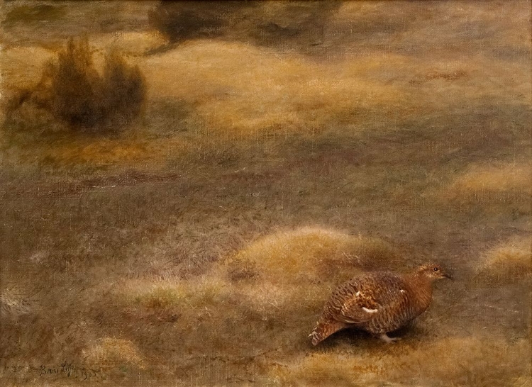 Picture of FEMALE BLACK GROUSE 1905