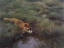 Picture of FOX AND DUCK 1905