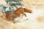 Picture of FOX WITH DEAD HARE 1915