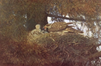 Picture of GOSHAWK AT NEST 1907