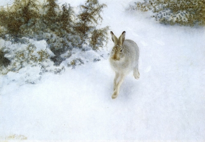 Picture of HARE IN WINTER 1905