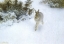 Picture of HARE IN WINTER 1905
