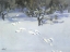 Picture of HARE TRACKS IN SNOW CA 1919